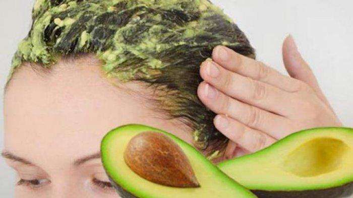 alpukat untuk rambut